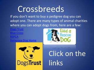 what are all the cross breeds in tap zoom what are all the cross breeds in tap zoom